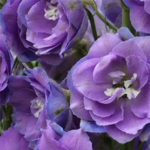Example Flowers 2