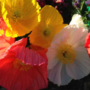 Example Flowers 4
